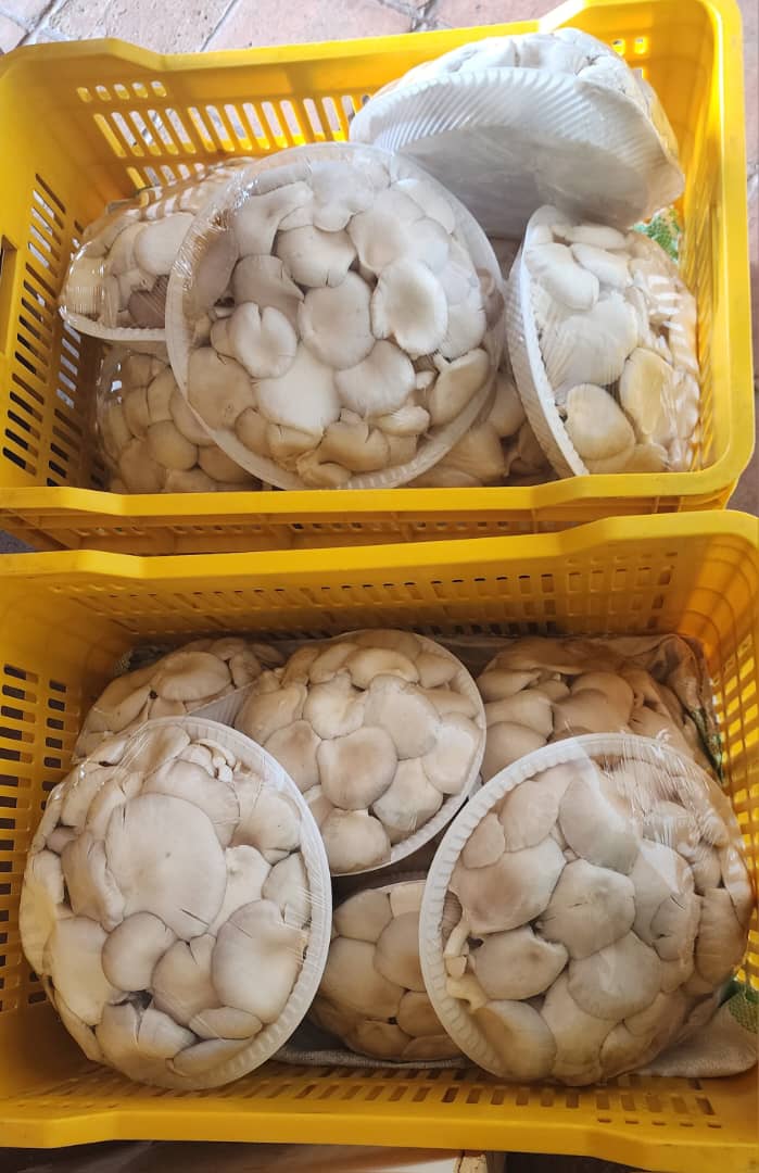 Advancing Mushroom Processing and Product Innovation in Uganda.